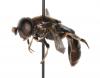 Eumerus sp.
